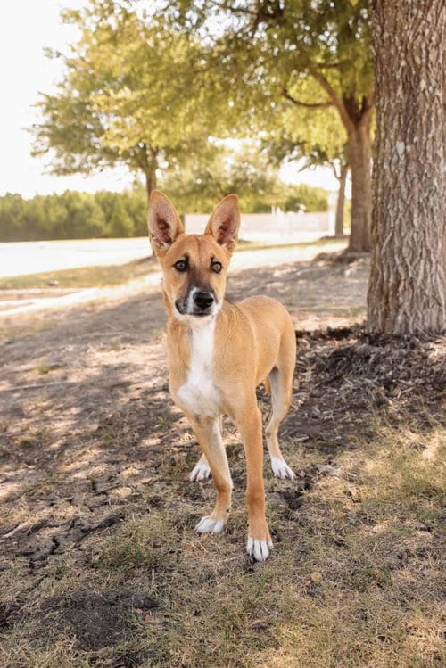 Photo of Kira, adoptable Australian Kelpie in Rockwall, Texas