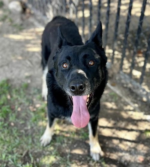 Photo of Crew, adoptable German Shepherd Dog in Riverside, California