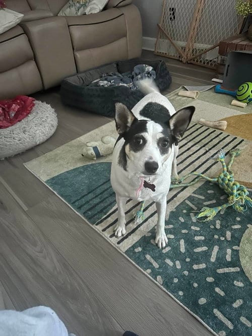 Photo of Sheila, adoptable Terrier in Spring Lake, North Carolina