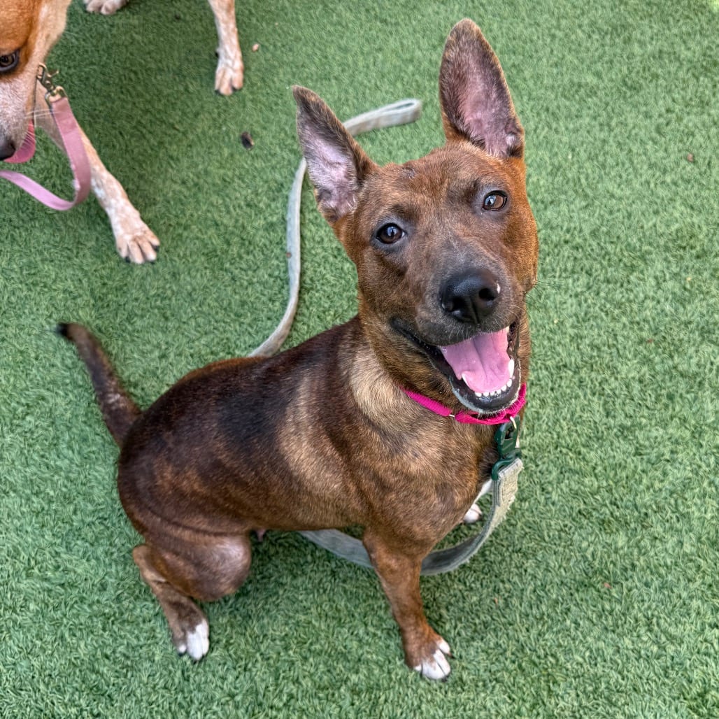 Photo of Hubba Bubba, adoptable Mixed Breed (Medium) in Houston, Texas