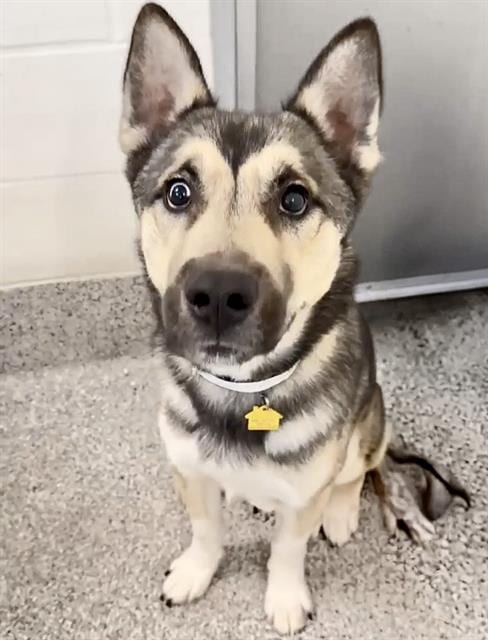 Photo of Obsidian, adoptable Husky in Houston, Texas