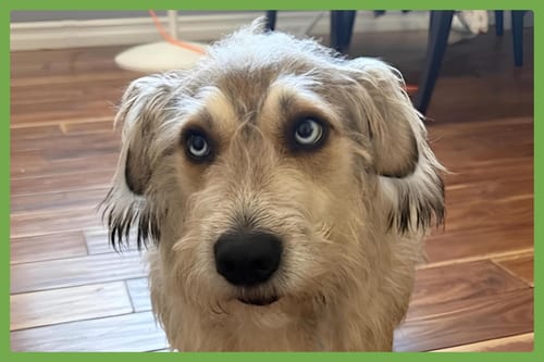 Photo of Bossco, adoptable Terrier in Amherst, Massachusetts