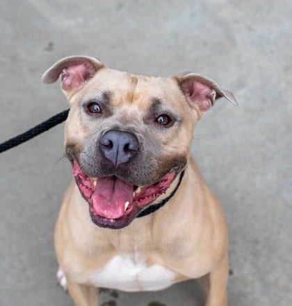 Photo of Kyron, adoptable dog in Chamblee, Georgia