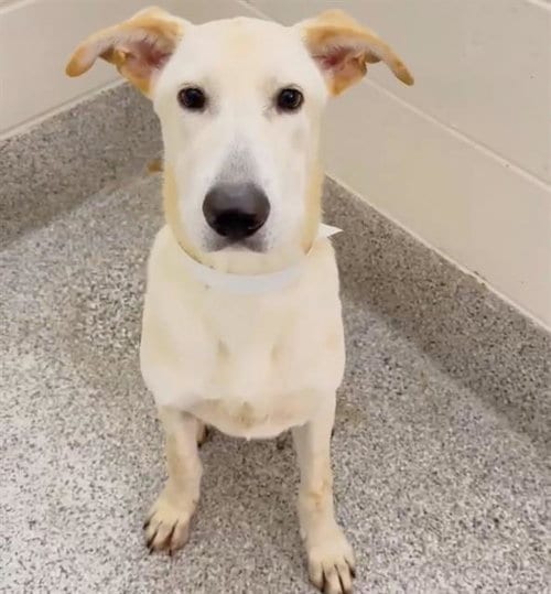 Photo of Noodle, adoptable Labrador Retriever in Houston, Texas