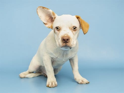 Photo of Rex, adoptable English Bulldog in Phoenix, Arizona