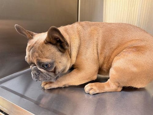 Photo of Cinnamon, adoptable French Bulldog in Orange, California