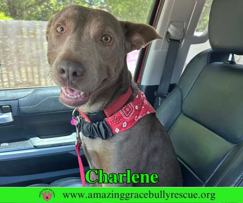 Photo of Charlene (Char), adoptable Labrador Retriever in Milton, Florida
