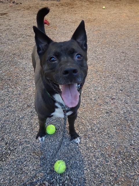 Photo of Mushu, adoptable American Pit Bull Terrier in Mesa, Arizona