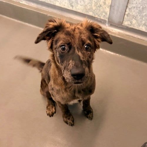 Photo of Clove, adoptable Unknown breed in Rancho Santa Fe, California