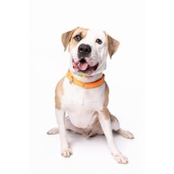 Photo of Ollie, adoptable American Bulldog in Doral, Florida