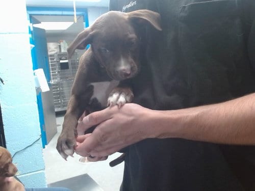 Photo of Nicki, adoptable Labrador Retriever in Albuquerque, New Mexico