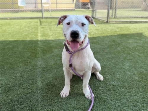 Photo of Gunner, adoptable Pit Bull Terrier in Los Angeles, California