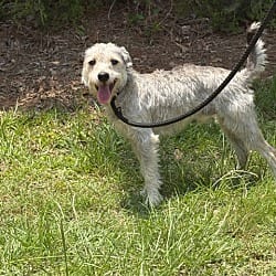 Photo of Benny, adoptable Terrier (Unknown Type, Small) in Washington, Georgia