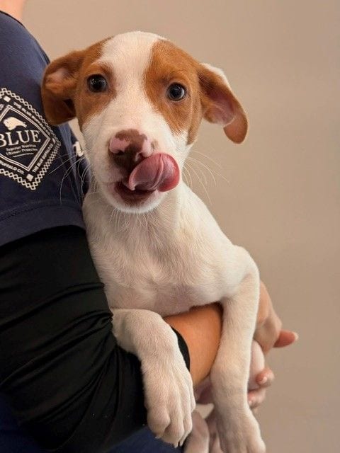 Photo of Frank, adoptable Unknown breed in Rancho Santa Fe, California