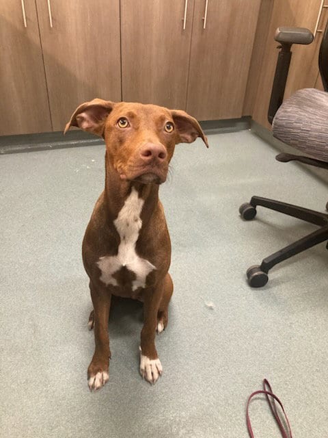 Photo of Truffle, adoptable Labrador Retriever in Baytown, Texas