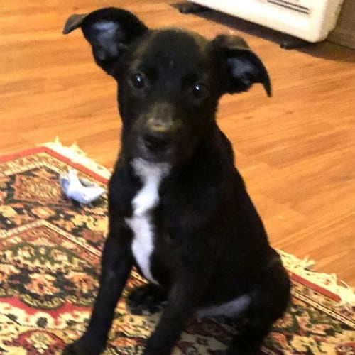 Photo of Barney, adoptable Labrador Retriever in Yardley, Pennsylvania