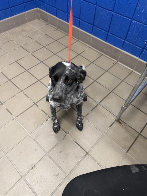 Photo of Cookie & Cream, adoptable Queensland Heeler in Albuquerque, New Mexico