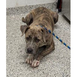 Photo of Channing, adoptable American Pit Bull Terrier in Kansas City, Missouri