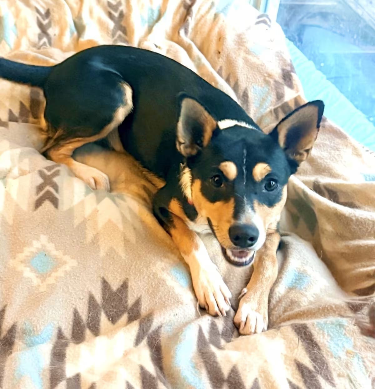 Photo of Ozzy, adoptable Basenji/Rat Terrier in Johnston, Rhode Island