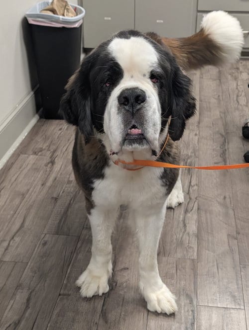 Photo of Nana - No more applications, please, adoptable Saint Bernard in Oakhurst, New Jersey