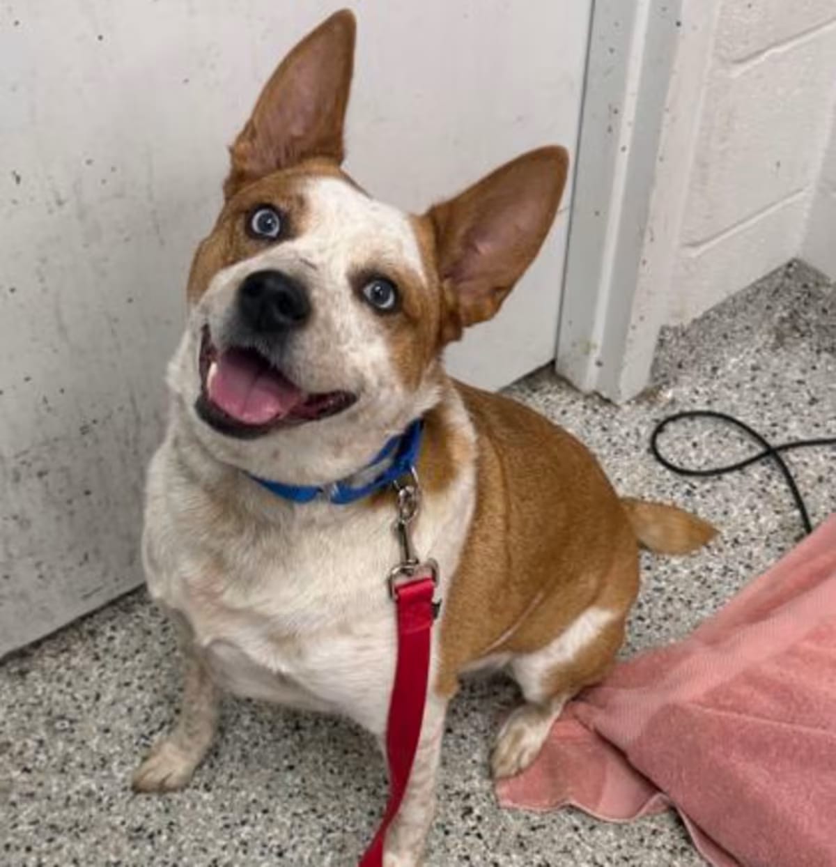 Photo of Ruby, adoptable Australian Cattle Dog in Kansas City, Missouri