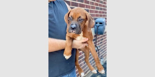Photo of Dilly Bar, adoptable Boxer in Austin, Texas
