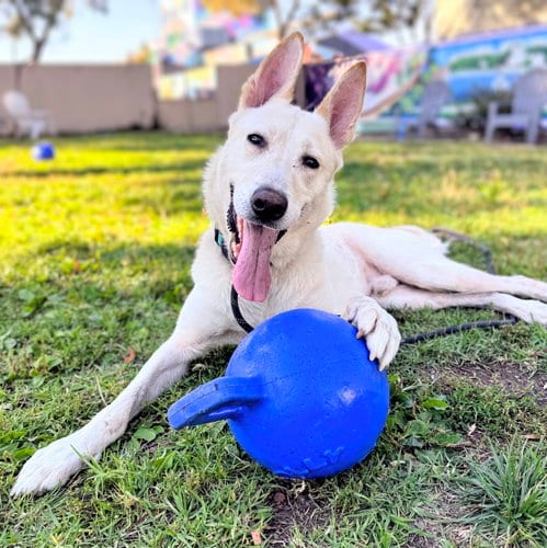 Photo of Macintosh, adoptable Shepherd in Oakland, California