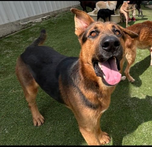 Photo of Lorenzo, adoptable German Shepherd Dog in Winston Salem, North Carolina