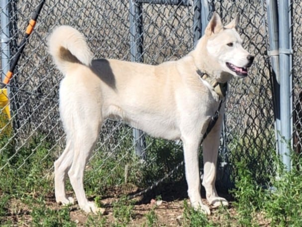 Photo of Bolt, adoptable Mixed Breed in Santa Fe, New Mexico