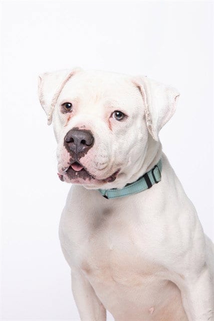 Photo of Opie, adoptable American Bulldog in Miami, Florida