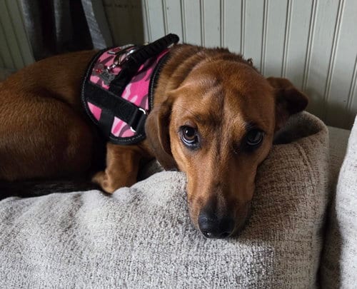 Photo of Sadie, adoptable Dachshund in Humble, Texas