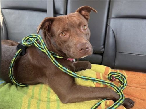 Photo of Little Bear, adoptable Pit Bull Terrier in Chapel Hill, North Carolina