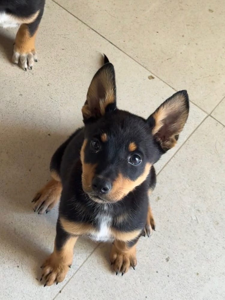 Photo of Karis, adoptable Cattle Dog in Dana Point, California