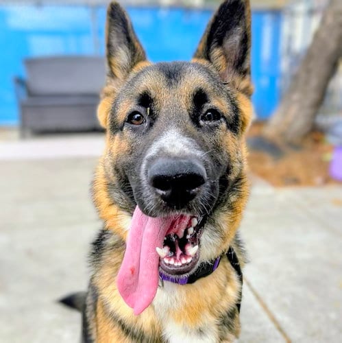 Photo of Ringo, adoptable German Shepherd Dog in Oakland, California