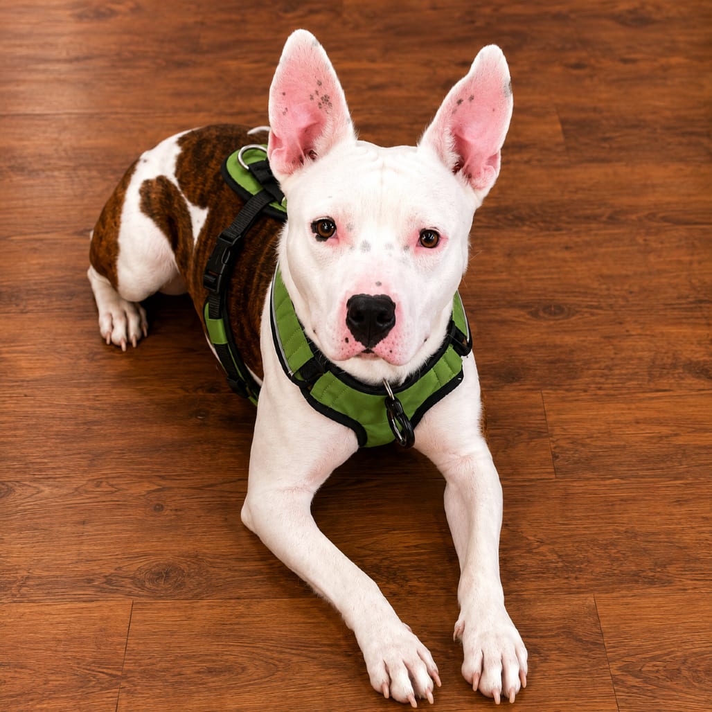 Photo of Juniper, adoptable Terrier, Pit Bull / Mixed Breed (Medium) in Binghamton, New York