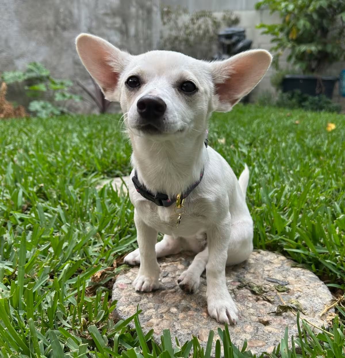 Photo of Maple, adoptable Chihuahua in Van Nuys, California
