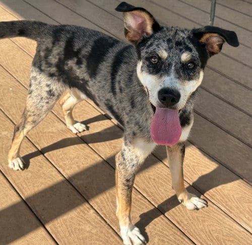 Photo of Rocky, adoptable Australian Shepherd in Burnsville, North Carolina