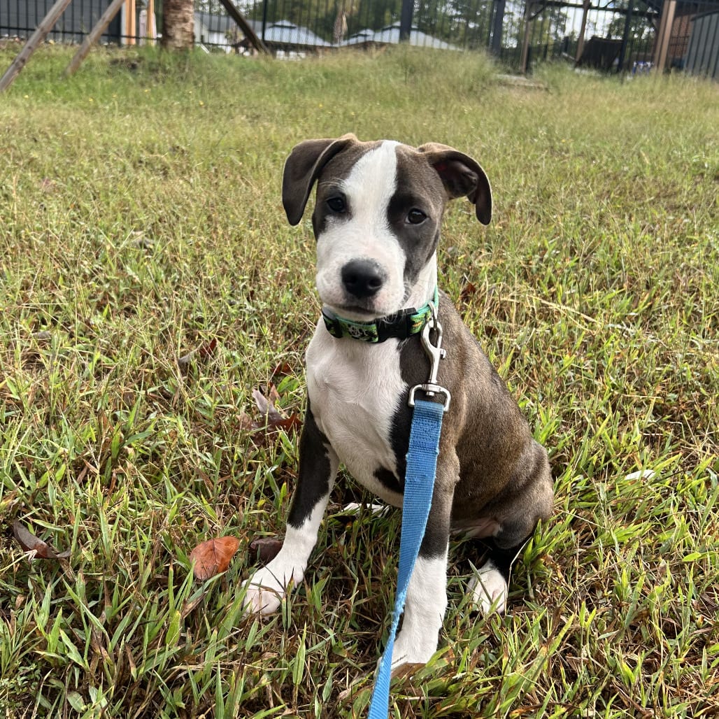 Photo of Barrel, adoptable Mixed Breed (Small) in Summerville, South Carolina