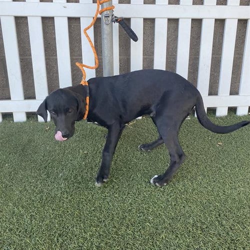Photo of A614854, adoptable Labrador Retriever in Modesto, California