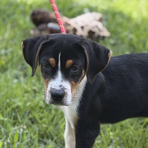 Photo of Butterbean, adoptable Beagle in Yardley, Pennsylvania
