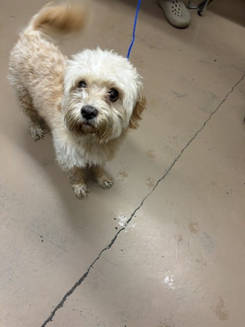 Photo of Pal, adoptable Maltese in Chicago, Illinois