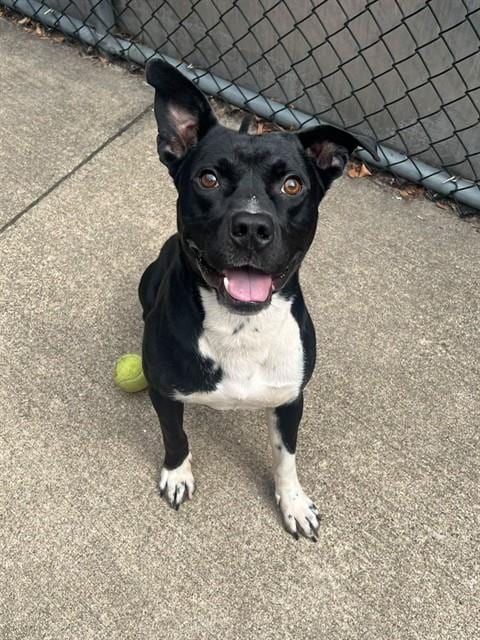 Photo of Fulton, adoptable American Pit Bull Terrier mix in Chicago, Illinois