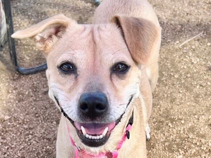 Photo of Amber, adoptable dog in Georgetown, Texas