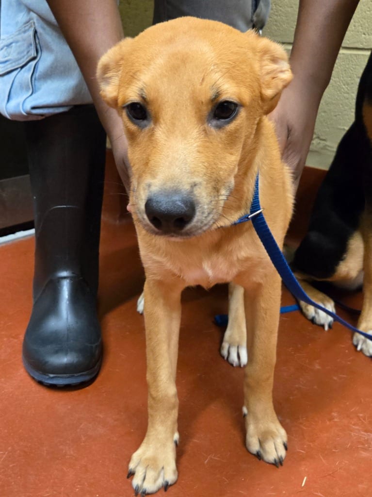 Photo of Nugget, adoptable Mixed Breed in Douglasville, Georgia