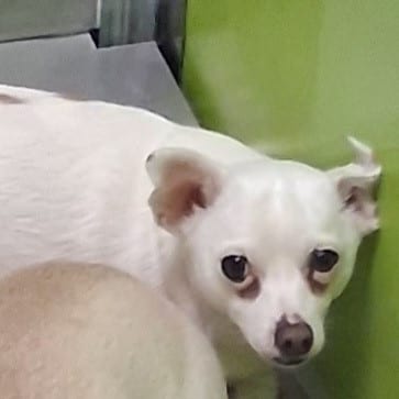 Photo of Joey, adoptable Chihuahua / None in Spokane, Washington