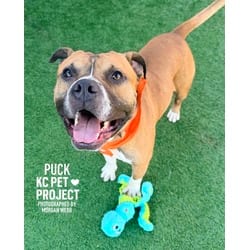 Photo of Puck, adoptable American Pit Bull Terrier in Kansas City, Missouri