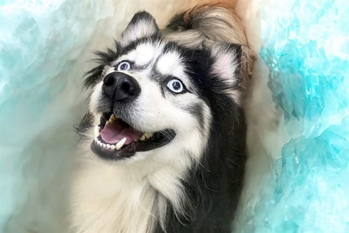 Photo of Bear, adoptable Pomeranian in Ft Lauderdale, Florida