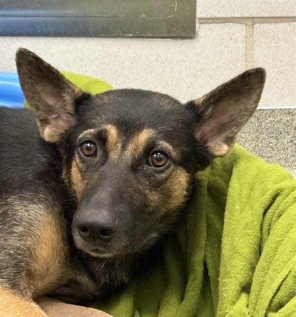 Photo of Star, adoptable Mixed Breed
