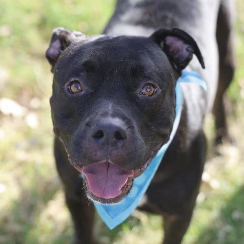 Photo of Meetball, adoptable American Staffordshire Terrier in San Antonio, Texas