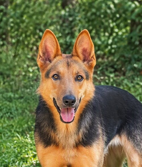 Photo of Demi, adoptable German Shepherd Dog in Unionville, Pennsylvania
